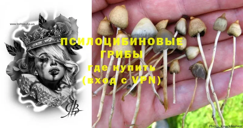 Псилоцибиновые грибы Cubensis  Барнаул 