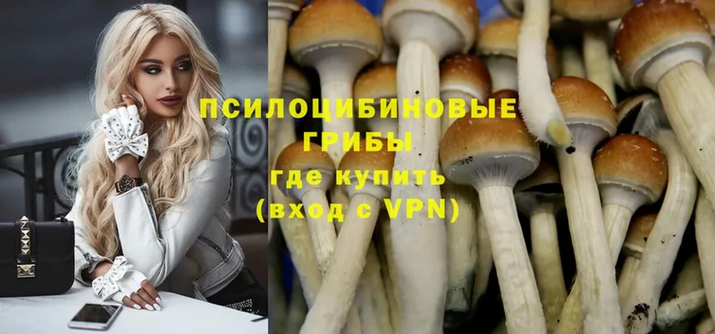 Галлюциногенные грибы Psilocybe Барнаул